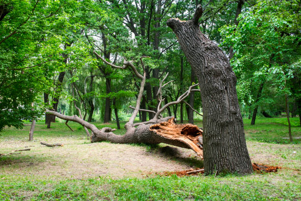Best Arborist Consultation Services  in Pacific City, OR
