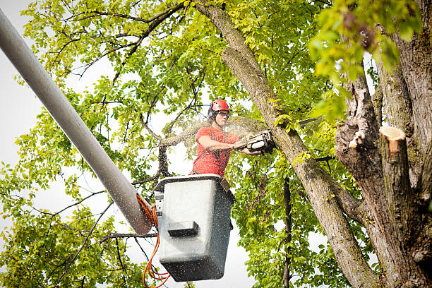 How Our Tree Care Process Works  in  Pacific City, OR