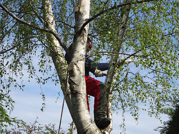 Professional Tree Care in Pacific City, OR